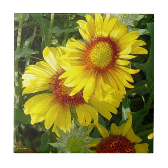 F6 Flores Silvestres Amarelas Gaillardia (Frente)