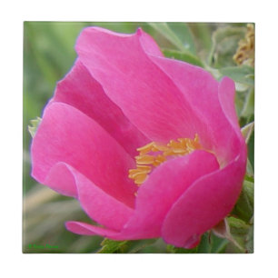 F7 Rosa Silvestre