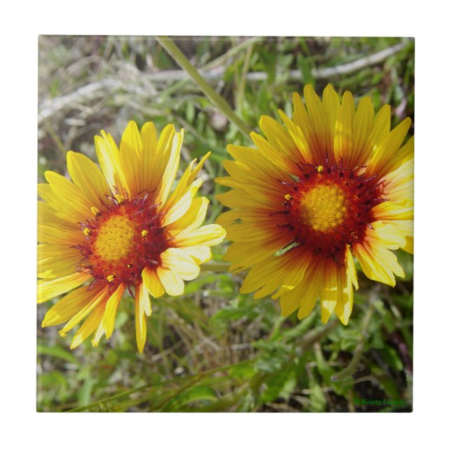 F8 Amarelas Flores Silvestres Gaillardia (Frente)