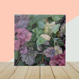 Fábrica de Heuchera Colorida Deixa A Botânica