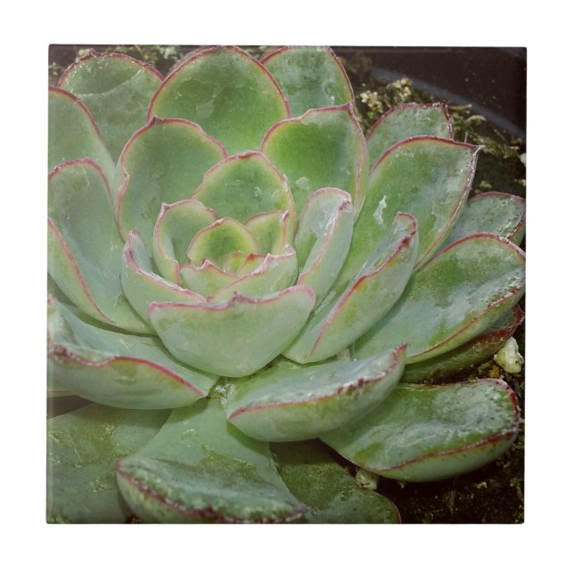Fábrica Suculenta (Frente)