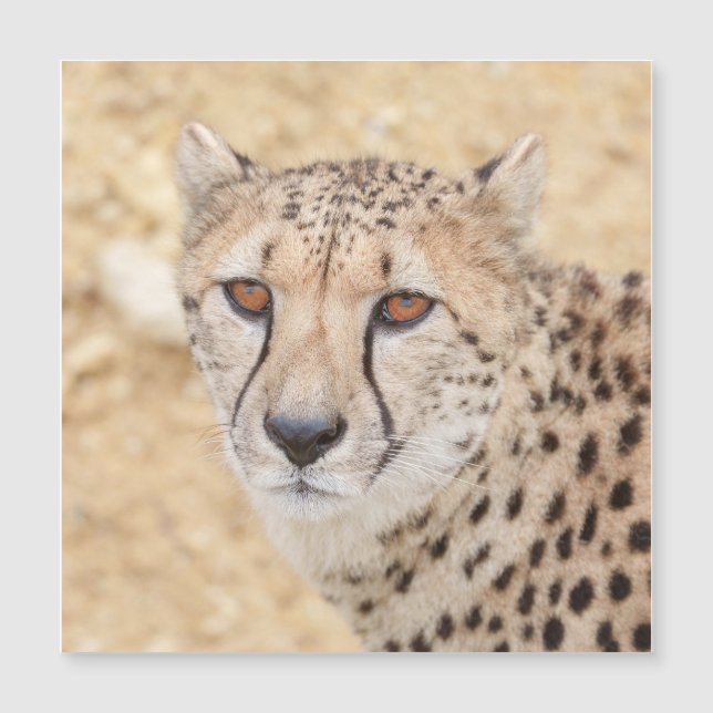 Face da Natureza: Olhar Intenso de Cheetah (Frente)
