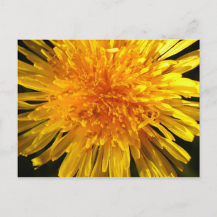 Face de dandelion - Cartão postal para o MS JOH 2