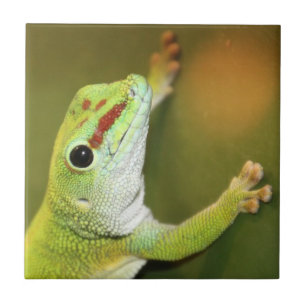 Face de Gecko