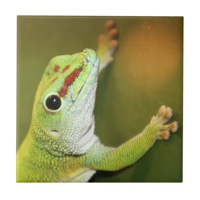 Face de Gecko (Frente)