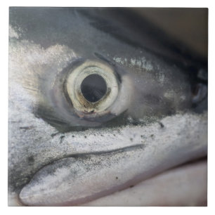 Face de Salmão de Prata