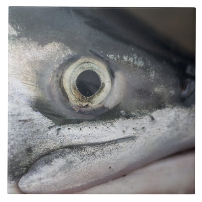 Face de Salmão de Prata (Frente)