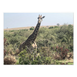 Face to Face – Impressão Fotográfica de Girafa Afr