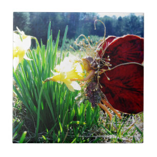 Fada nos Daffodils