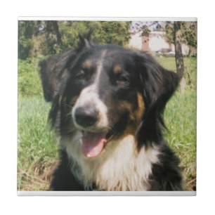 Faithful Finnegan