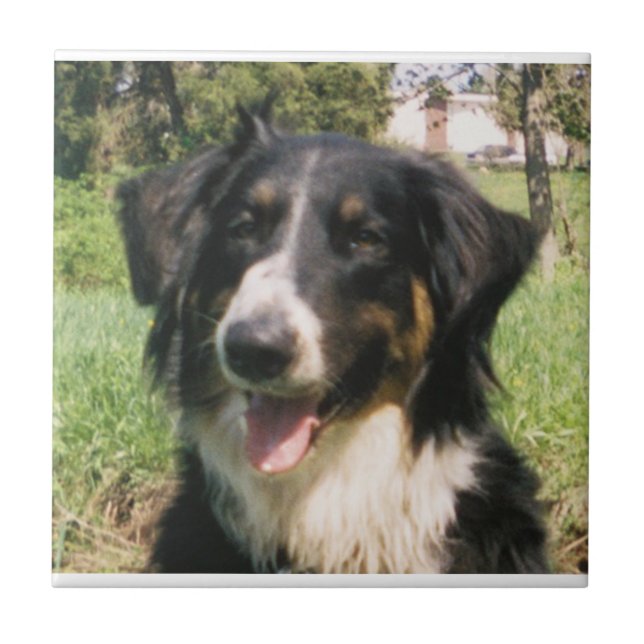 Faithful Finnegan (Frente)