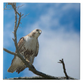 Falcão à Espera Grande 6 x 6 Telha de Cerâmica com