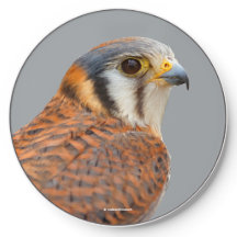 Falcão Americano Kestrel Sparrowhawwawk espantoso