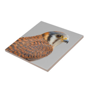 Falcão Americano Kestrel Sparrowhawwawk espantoso