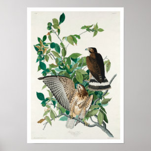 Falcão de asa larga por Poster de Audubon