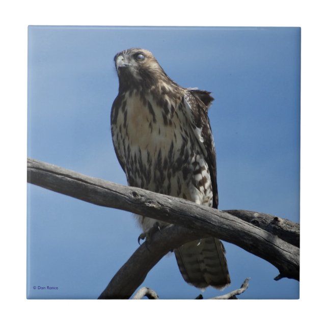 Falcão de B54 Swainson (Frente)