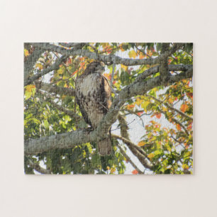 Falcão-de-cauda-vermelha - Aves da Quebra-cabeça d