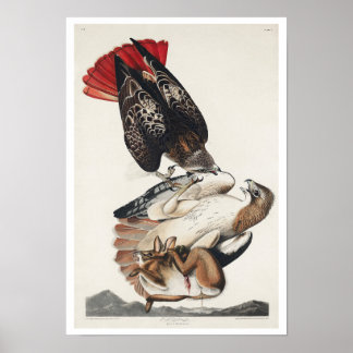 Falcão de cauda vermelha por Poster de Audubon