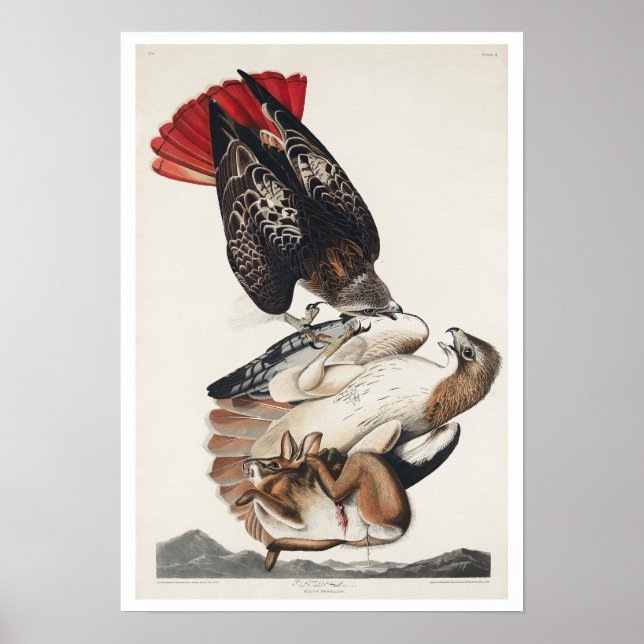Falcão de cauda vermelha por Poster de Audubon (Frente)