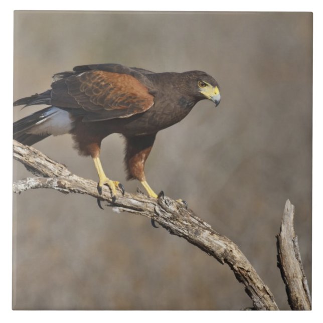 Falcão-de-harris pousado (Frente)