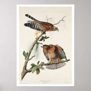Falcão de ombros vermelhos por Poster de Audubon