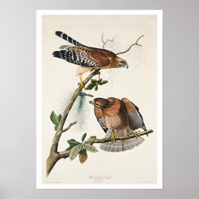 Falcão de ombros vermelhos por Poster de Audubon (Frente)