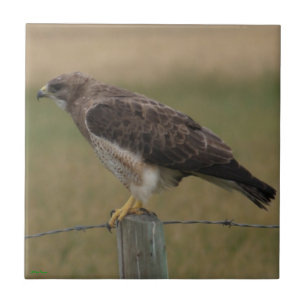 Falcão-de-swainson B10 no Velho Poste da Cerca