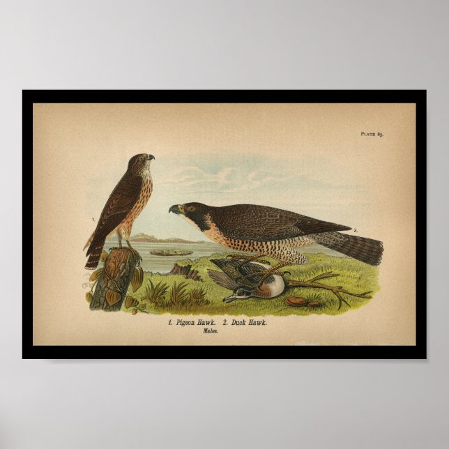 Falcão Peregrino de Impressão de aves 1890 (Frente)