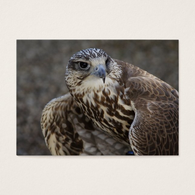 Falco cherrug (Frente)