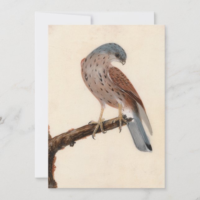 Falcon Hen Kestrel | William Lewin (Frente)