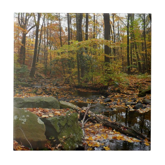 Fall Creek com Reflexo no Laurel Hill Park (Frente)