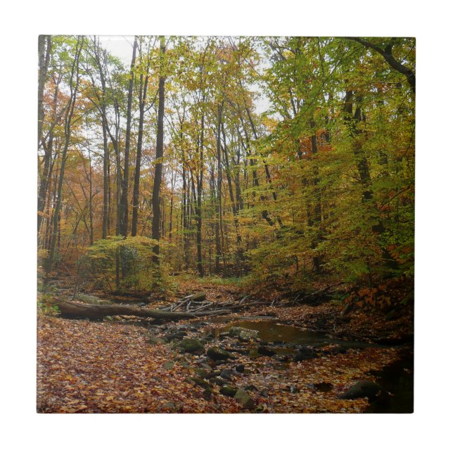 Fall Creek no Laurel Hill State Park Pensilvânia (Frente)