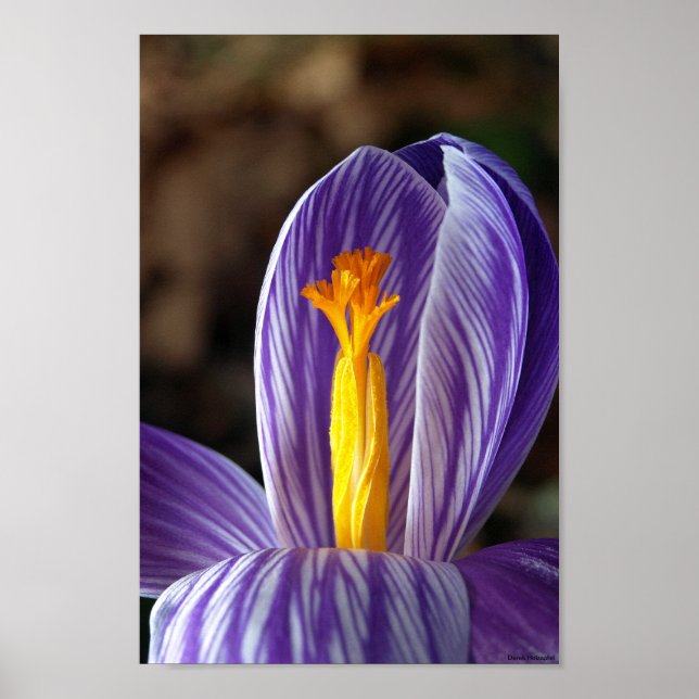 Fall Crocus - Poster (Frente)
