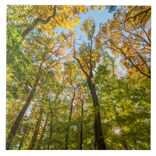Fall in a Forest in Amesbury, Massachusetts (Frente)