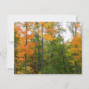 Fall Maple Trees Autumn Nature Fotografia