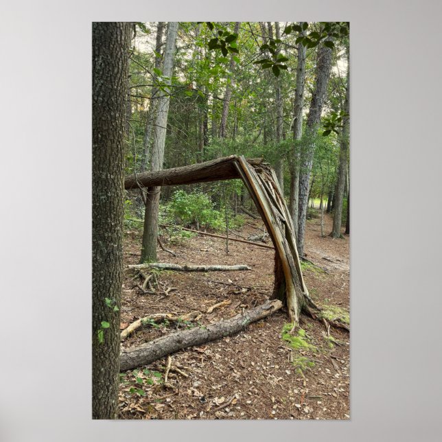 Fallen Tree in Park Poster (Frente)