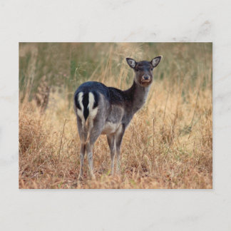 Fallow querido - cartão postal