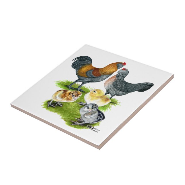 Família Ameraucana de frango (Lateral)
