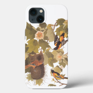 Família Baltimore Oriole Audubon Bird com Nest