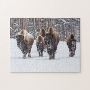 Família Bison na Quebra-cabeça de Snow Jigsaw
