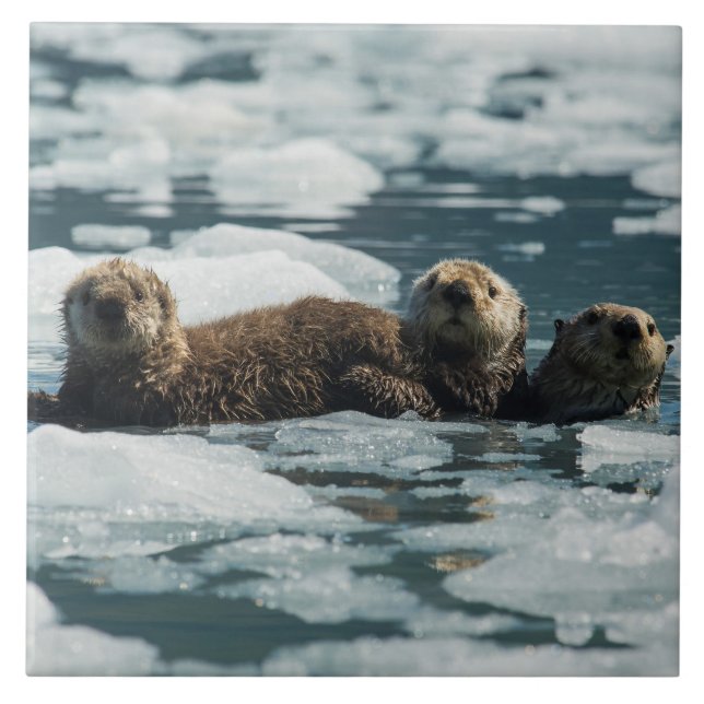 Família da lontra de mar (Frente)