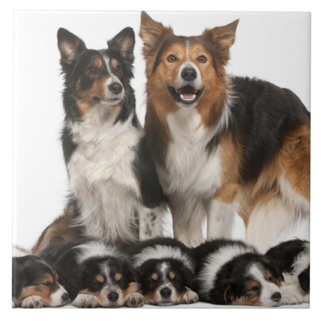 Família de border collie (Frente)