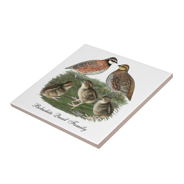 Família de Codorniz Bobwhite (Lateral)