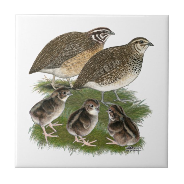 Família de Codorniz Coturnix (Frente)