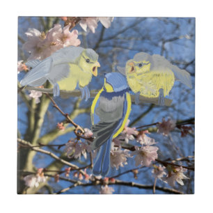Família de Frango Azul e Amarelo