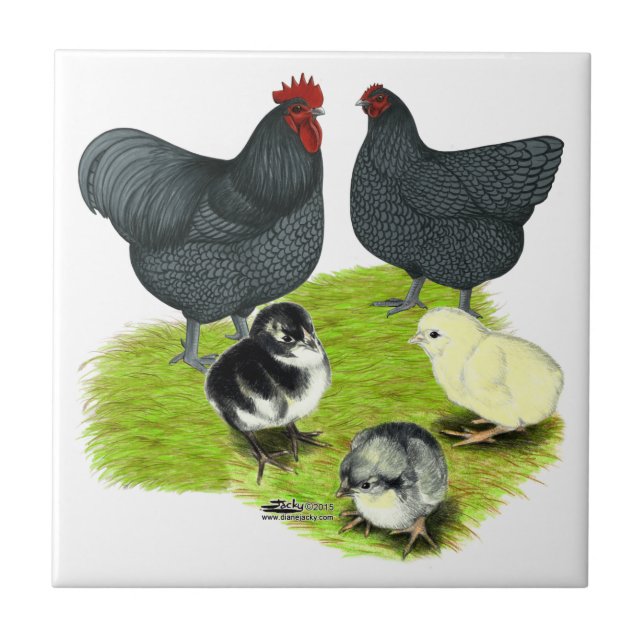 Família de Frango Azul Orpington (Frente)