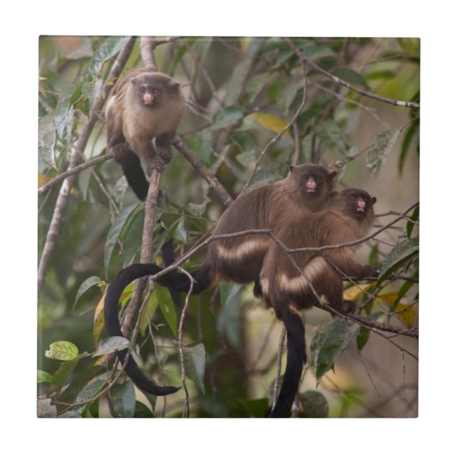 Família de macacos-sagui (Frente)