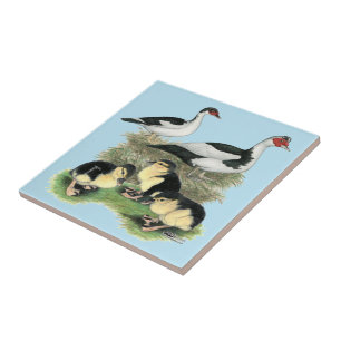 Família de Patos de Peito Preto Muscovy