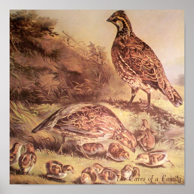 Família de Poster de Quail (Frente)