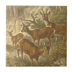 Família de Roe - Deers em Floresta
